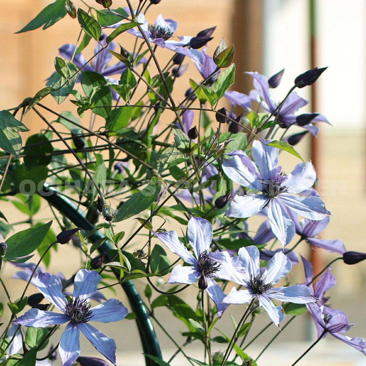 楽天市場】クレマチス '流星'(PVP) 2年苗 : おぎはら植物園