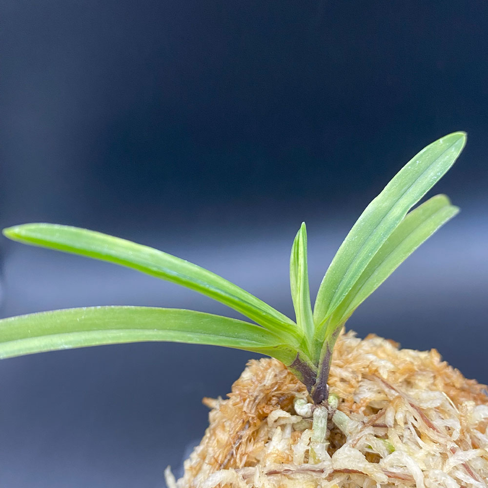 楽天市場】【2個同時購入10％OFFクーポン配布中】 富貴蘭 白牡丹