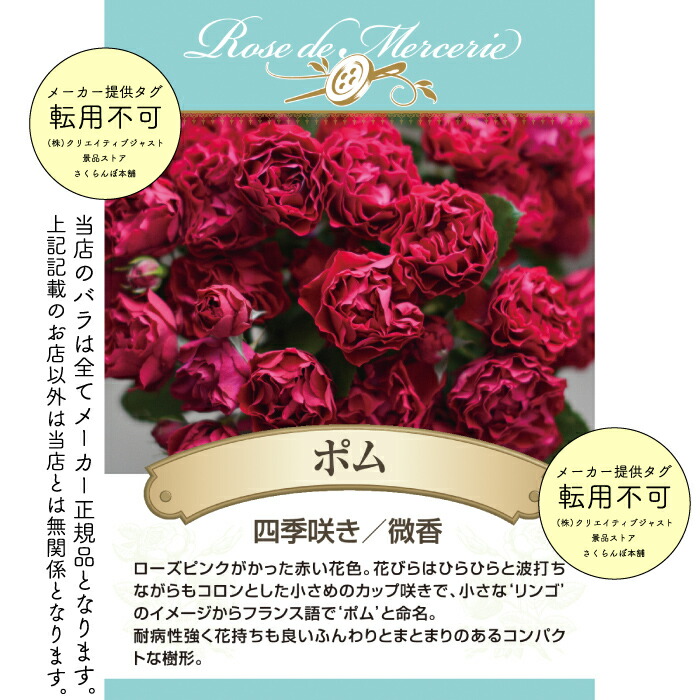 楽天市場】【2026年 早期予約】送料無料【ポム 新苗4号鉢】鉢植え バラ
