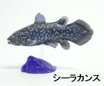 楽天市場】ZAK 深海生物 海洋堂 シーラカンス : amax 楽天市場店