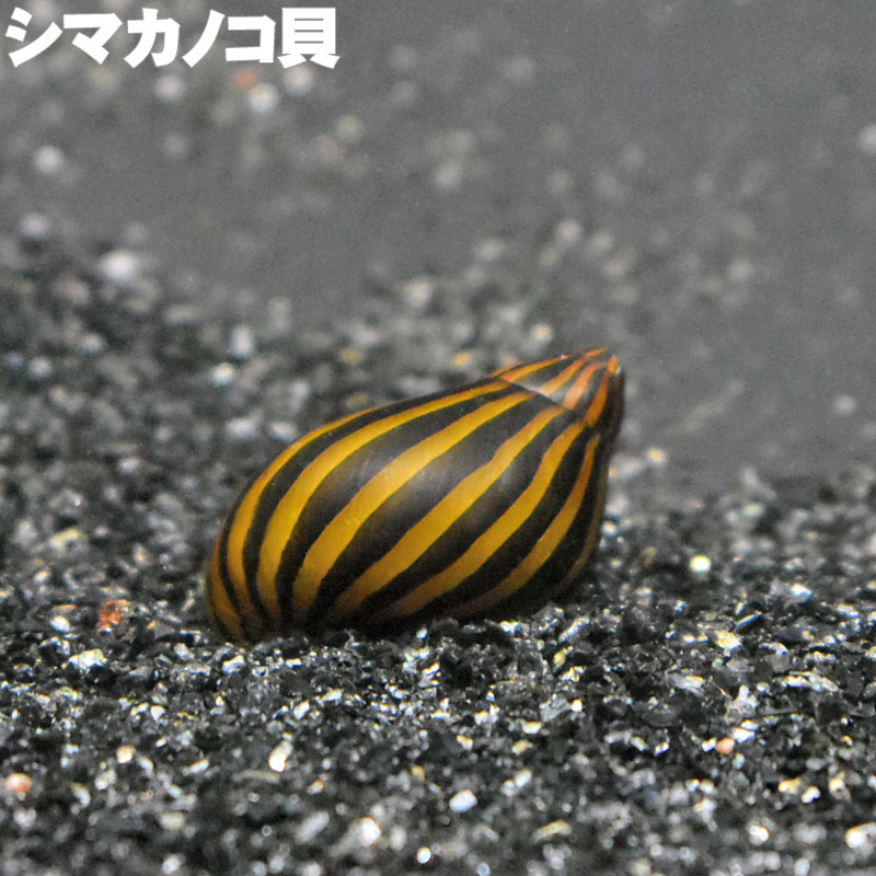 楽天市場】(貝) 石巻貝 イシマキガイ ヒメタニシ キラースネール