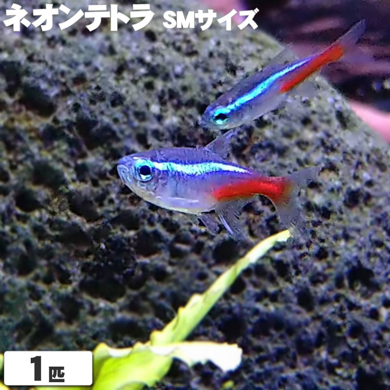 熱帯の魚、木製、紫と青のグラデーション 約30cm 熱帯の魚、木製、紫と