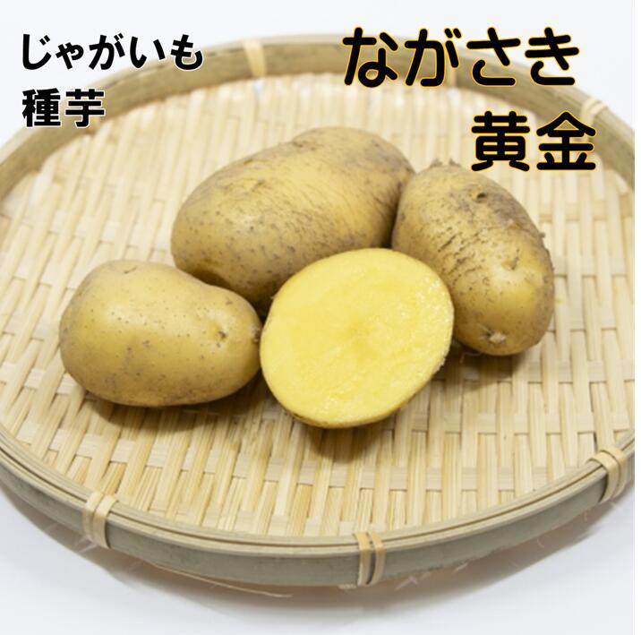 楽天市場】ながさき黄金 じゃがいも 種芋 1キロ : 荒川種苗