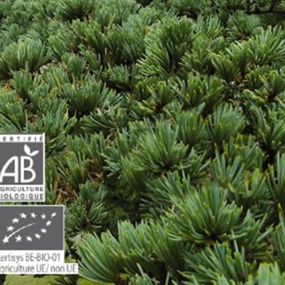 楽天市場】プラナロム アトラスシダー/シダーウッド・アトラス