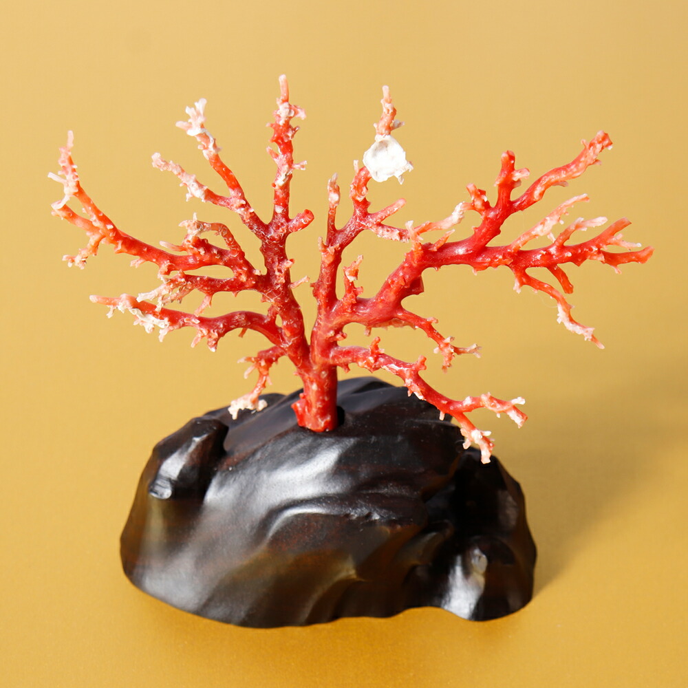 楽天市場】1点物 日本産血赤珊瑚『拝見』 3月 誕生石 珊瑚 置物 還暦祝