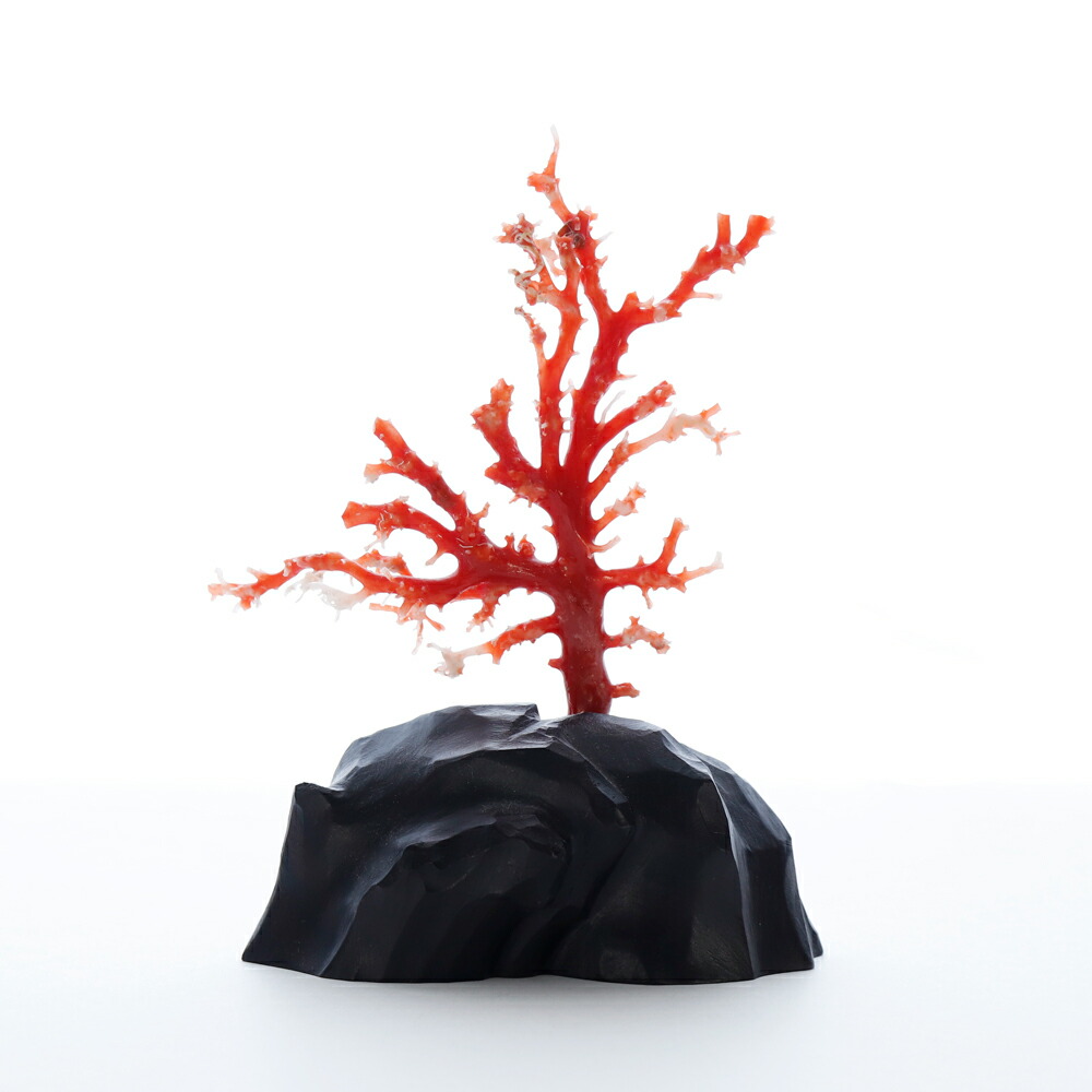 楽天市場】1点物 日本産血赤珊瑚『拝見』 3月 誕生石 珊瑚 置物 還暦祝