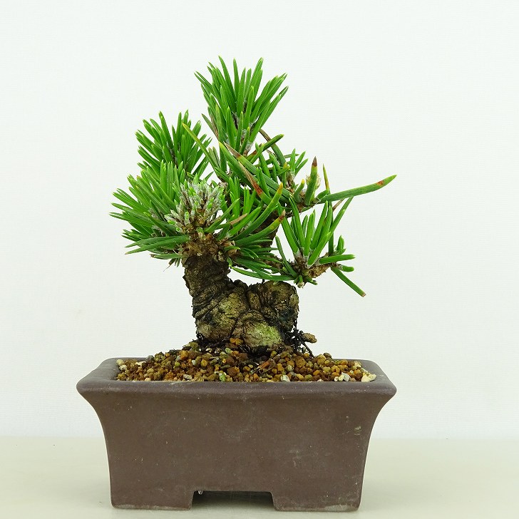 楽天市場】盆栽 松 黒松 寸松 樹高 約9cm くろまつ Pinus thunbergii