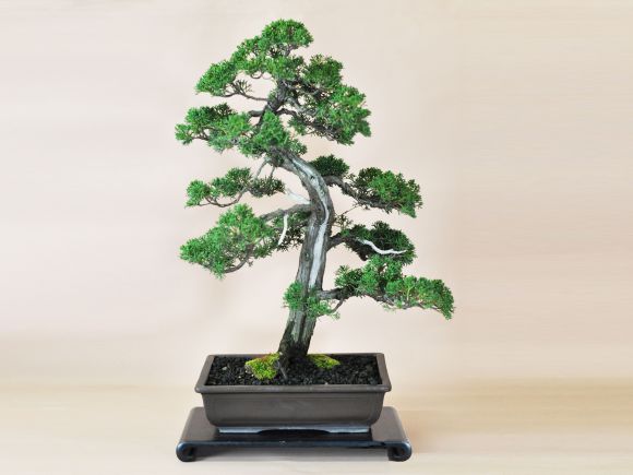 楽天市場】盆栽 紀州真柏 威風堂々 ジンシャリが見事な 真柏 大型盆栽