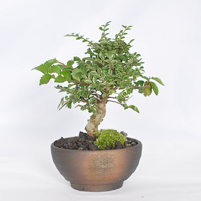 楽天市場】盆栽 けやき 欅 ミニ盆栽 初心者 紅葉 金芽八房 かわいい