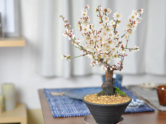 楽天市場】ミニ盆栽 梅 白梅 すり鉢 ミニミニ盆栽 梅ミニ盆栽 梅のミニ