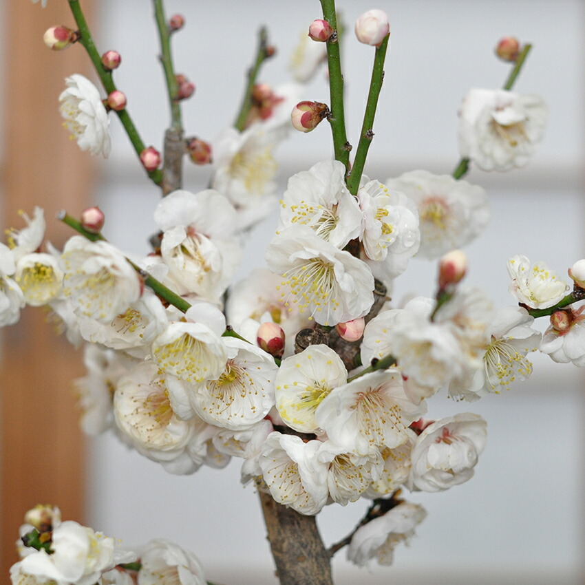 楽天市場】盆栽 野梅 白梅 梅 やばい ギフト プレゼント ラッピング