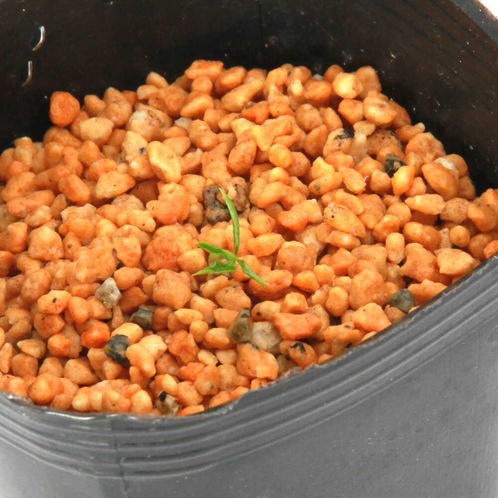 楽天市場】（山野草）テンナンショウ（天南星）模様葉ホロテンナン