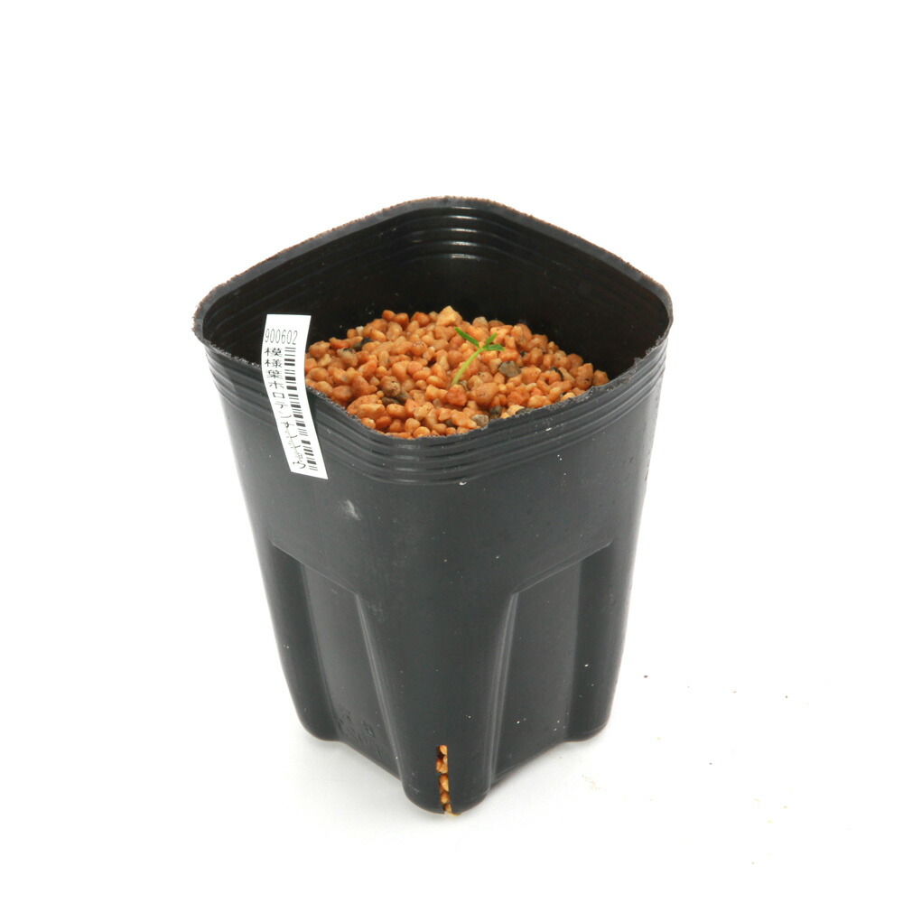 楽天市場】（山野草）テンナンショウ（天南星）模様葉ホロテンナン