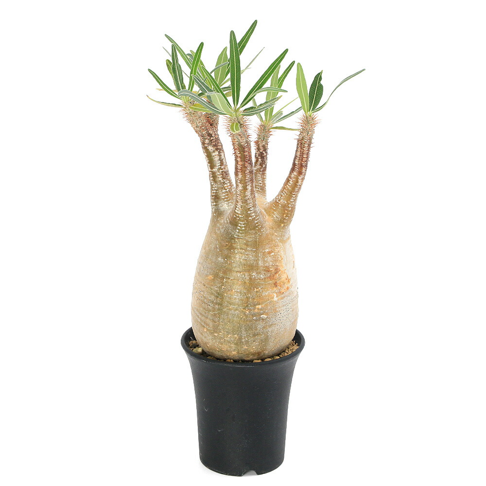 パキポディウム」の人気商品一覧 | 安い商品を通販サイトから探す