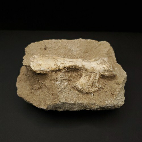 楽天市場】【送料無料】【ガリミムス/化石/手/恐竜】博物館級