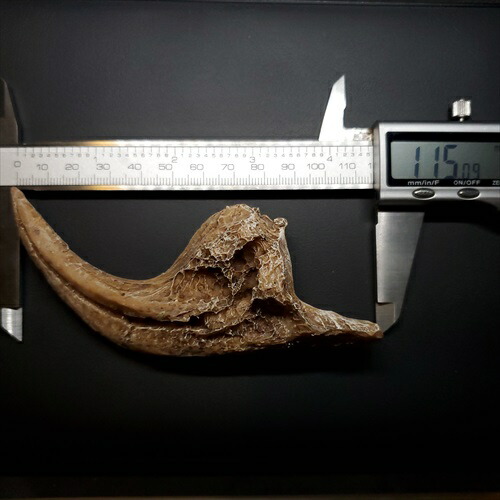 楽天市場】【送料無料】【アロサウルス /恐竜/化石】 アロサウルス 爪