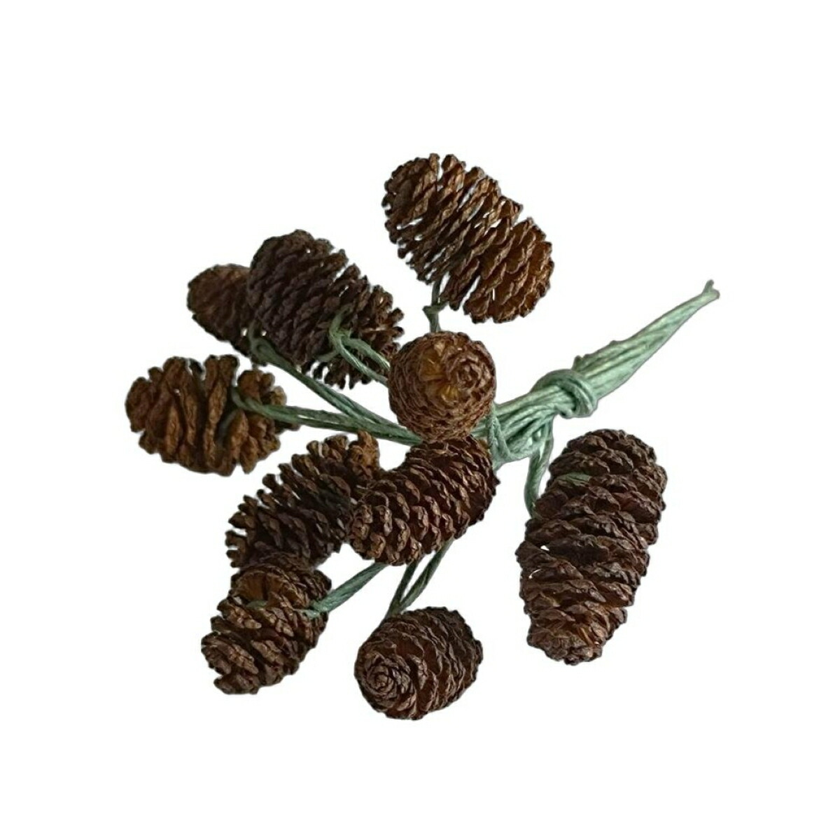 楽天市場】ヤシャブシ ハンの実 （1個） 大小アソート ナチュラル 1.5