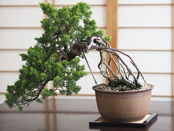 楽天市場】盆栽 真柏 懸崖の根上がりの真柏 懸崖 根上がり 大型 大品