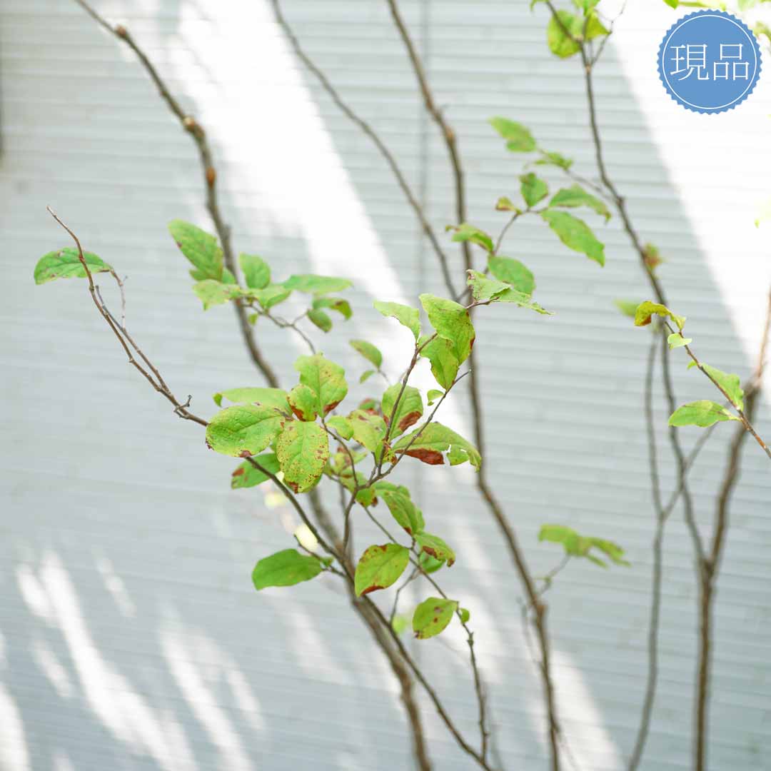 楽天市場】【現品】山採り【ナツハゼ】夏櫨 株立ち 自然風樹形 樹高H