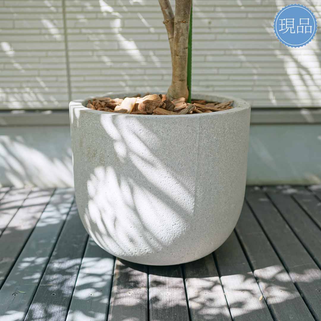 楽天市場】鉢植え【バンクシア】コースト オージープランツ 自然風樹形