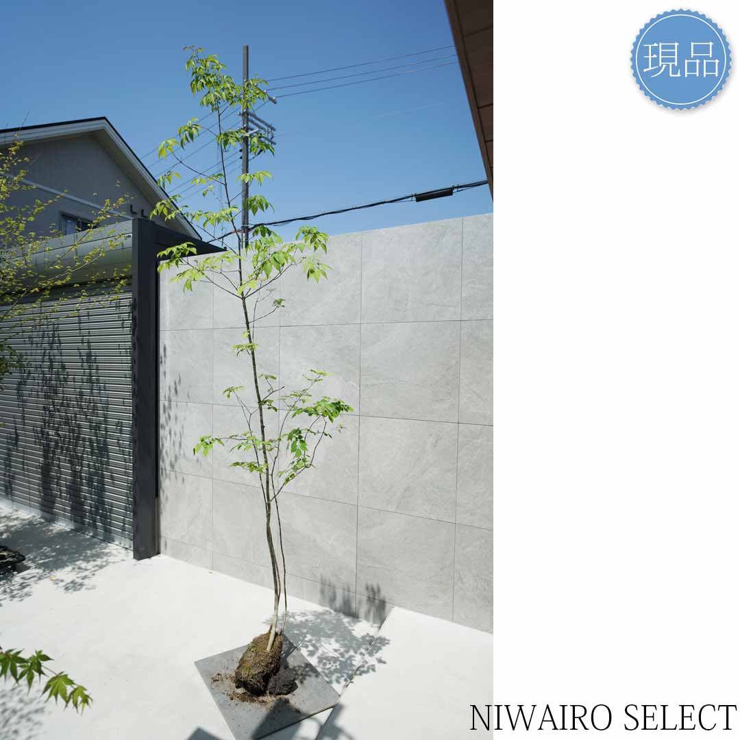 楽天市場】【現品】山採り【アオダモ】株立ち 自然風樹形