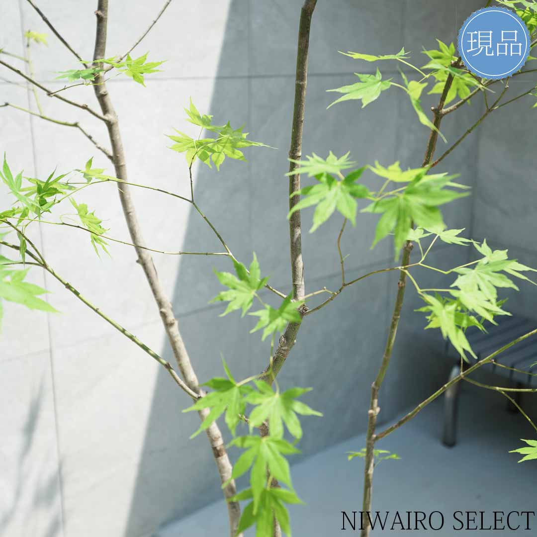 楽天市場】【現品】山採り【ヤマモミジ】紅葉 本株立ち 自然風樹形