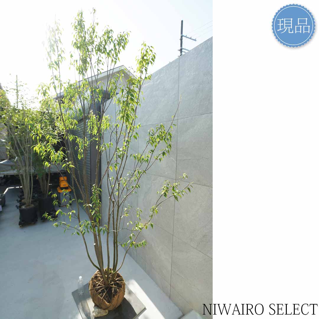 楽天市場】【現品】山採り【ハイノキ】株立ち 自然風樹形 樹高H≒260