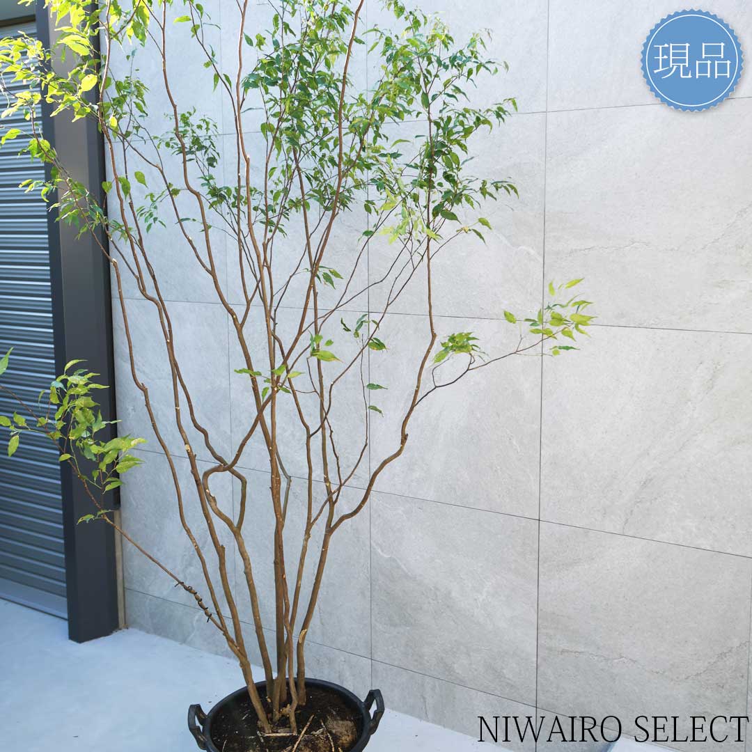 超逸品。フェイジョア株立ち1.4M(鉢底から)品番A 超逸品。フェイジョア