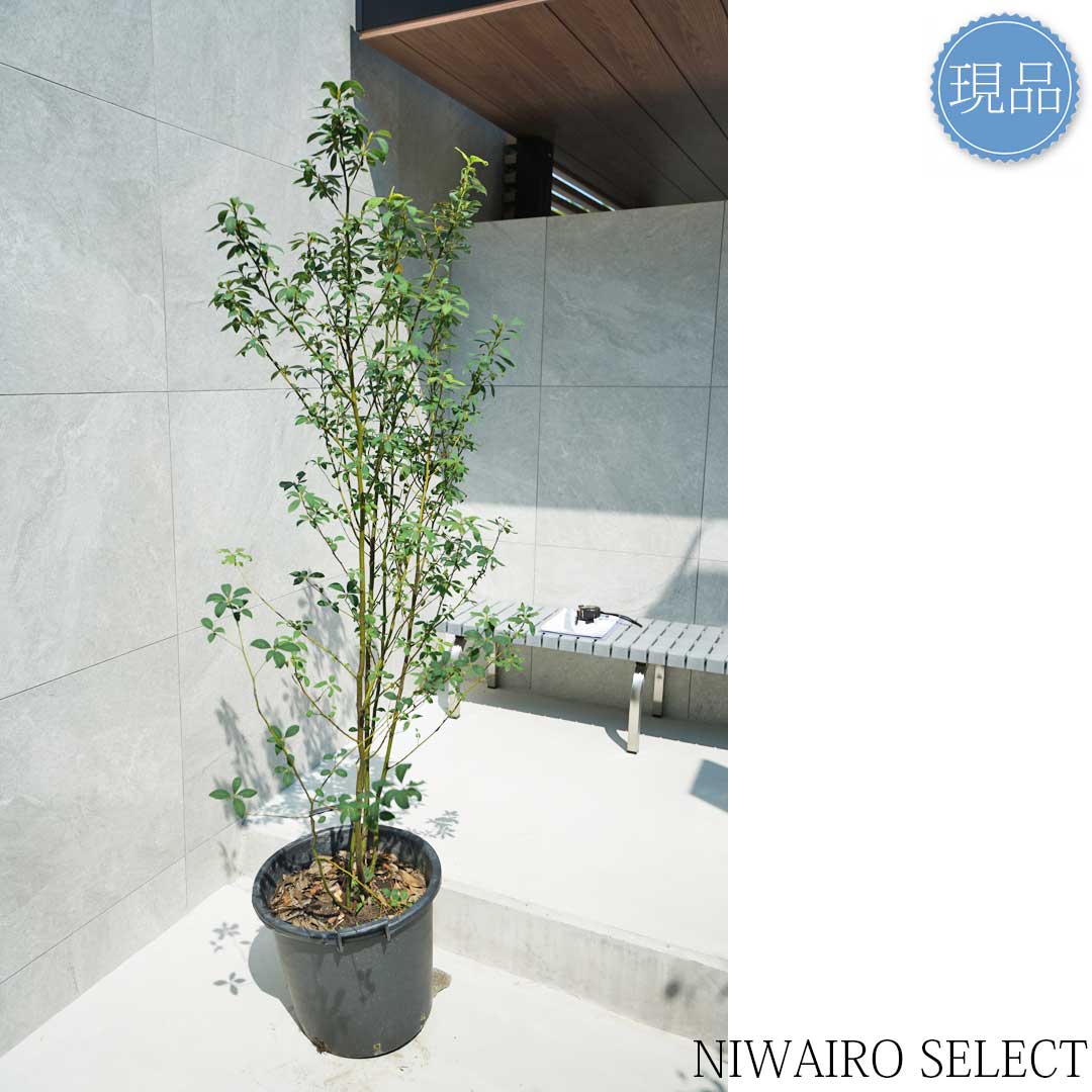 楽天市場】【現品】【クロモジ】黒文字 株立ち 自然風樹形 樹高H≒160