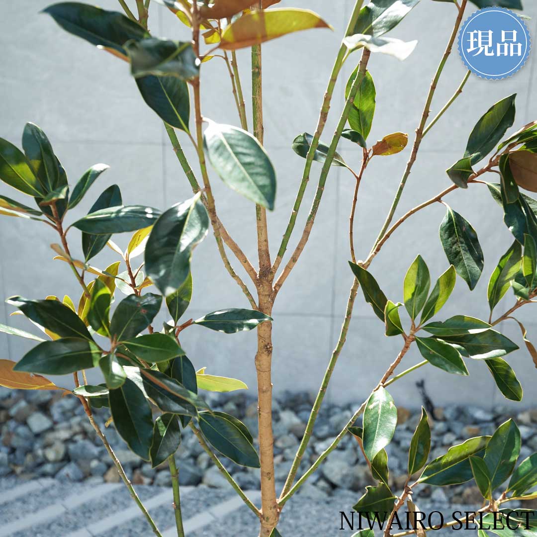 楽天市場】【現品】【リトルジェム】タイサンボク 矮性 自然風樹形