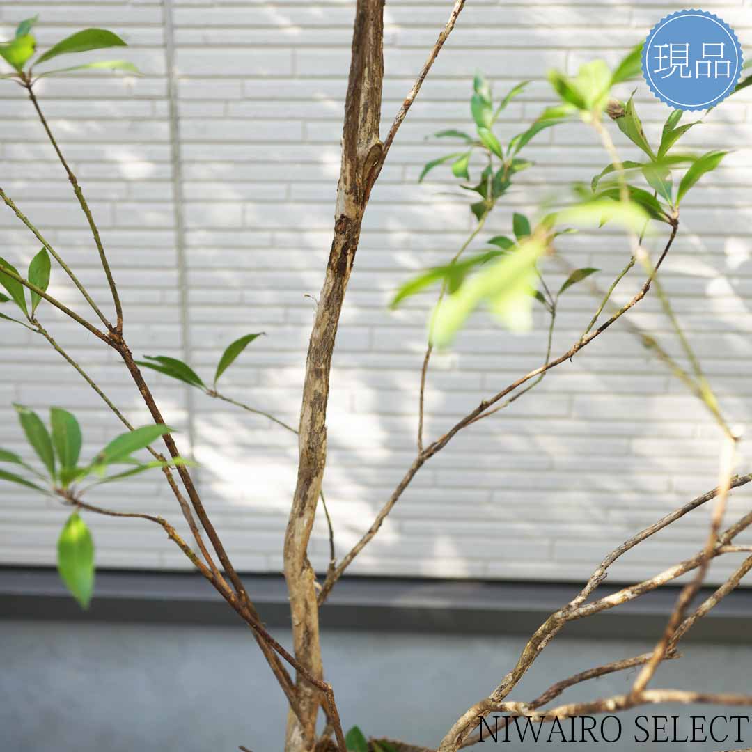 楽天市場】【現品】山採り【アセビ】白花 馬酔木 株立ち 自然風樹形