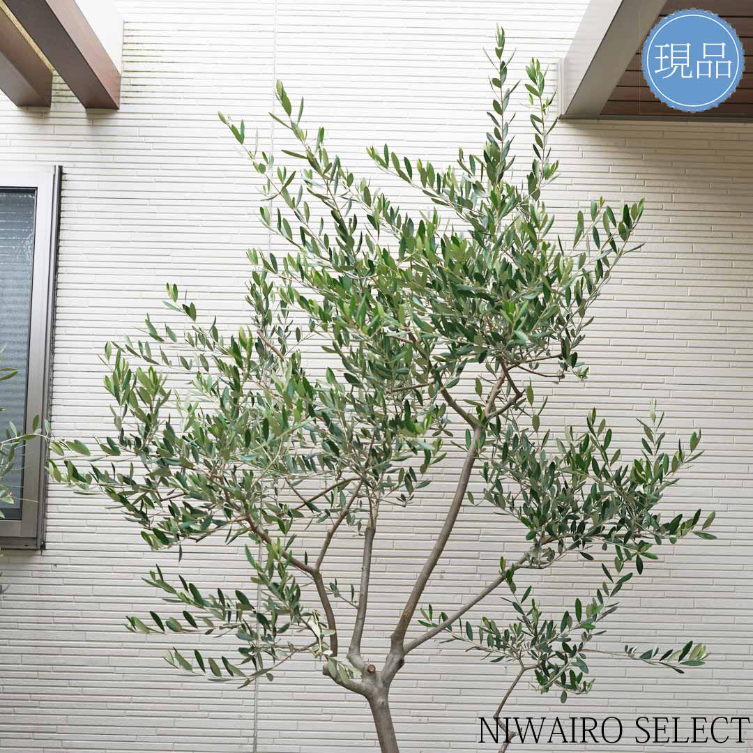 楽天市場】【現品】鉢植え【オリーブの木】ルッカ 自然風樹形 全高H