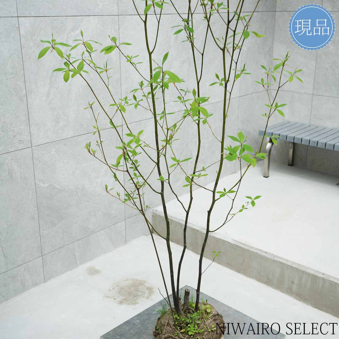 楽天市場】【現品】【クロモジ】黒文字 株立ち 自然風樹形 樹高H≒170