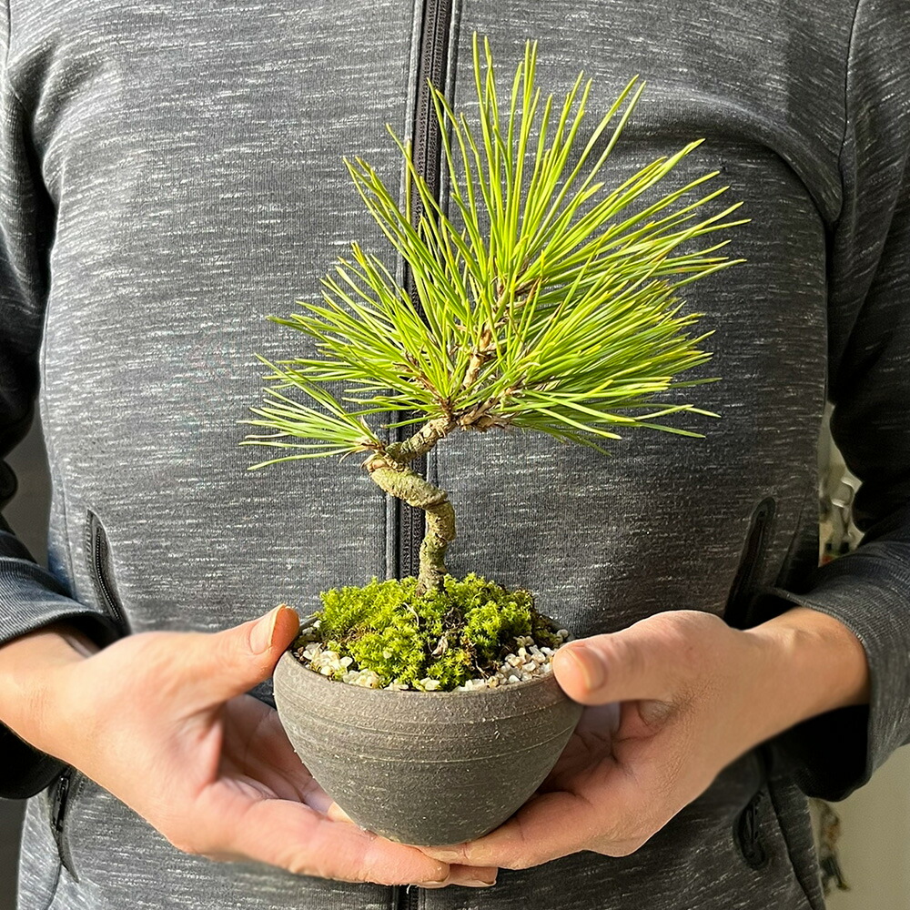 黒松（かなり年数持ち込み古い） 黒松（クロマツ）」の古葉落とし