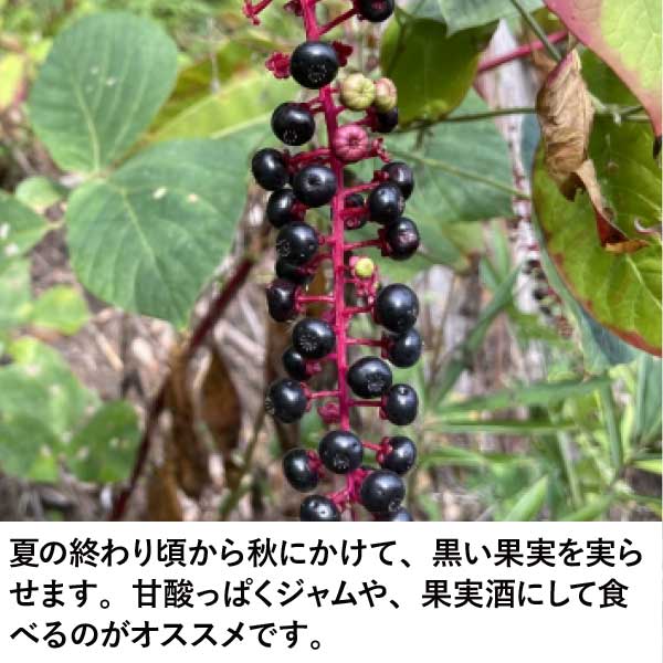 大株 ナツハゼ 約:130cm 【夏櫨/落葉樹/果樹苗】403371 大株 ナツハゼ