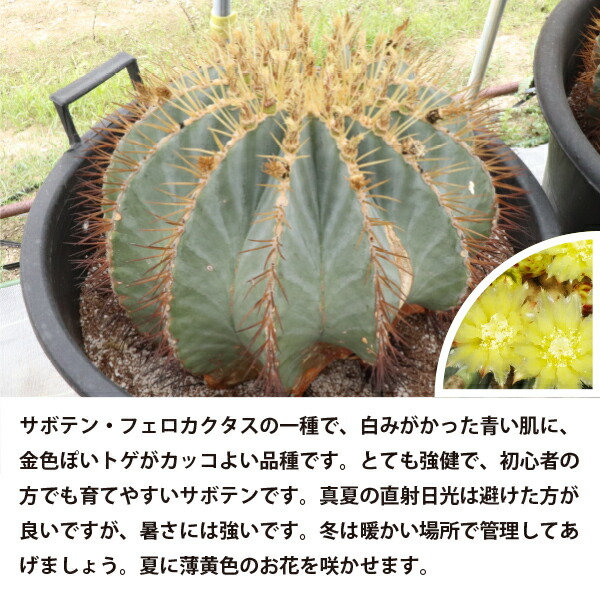 楽天市場】王冠竜 オウカンリュウ サボテン フェロカクタス 8号鉢 1鉢