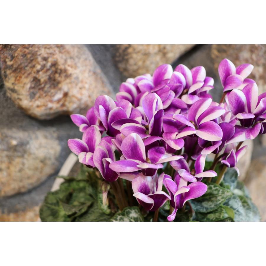 楽天市場】ブルーシクラメン 胡蝶 5号鉢 底面潅水鉢 大栄花園