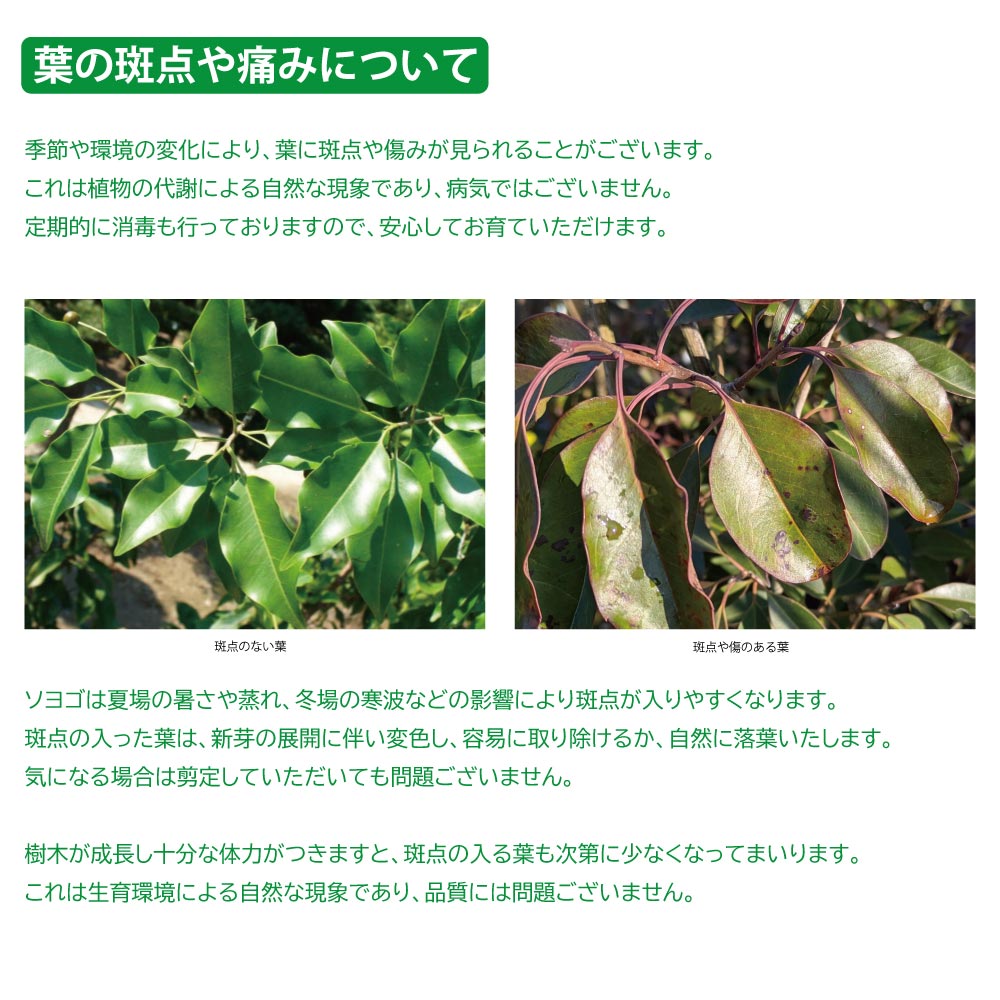 楽天市場】ソヨゴ 単木 1.7m 露地 2本 苗木 : トオヤマグリーン