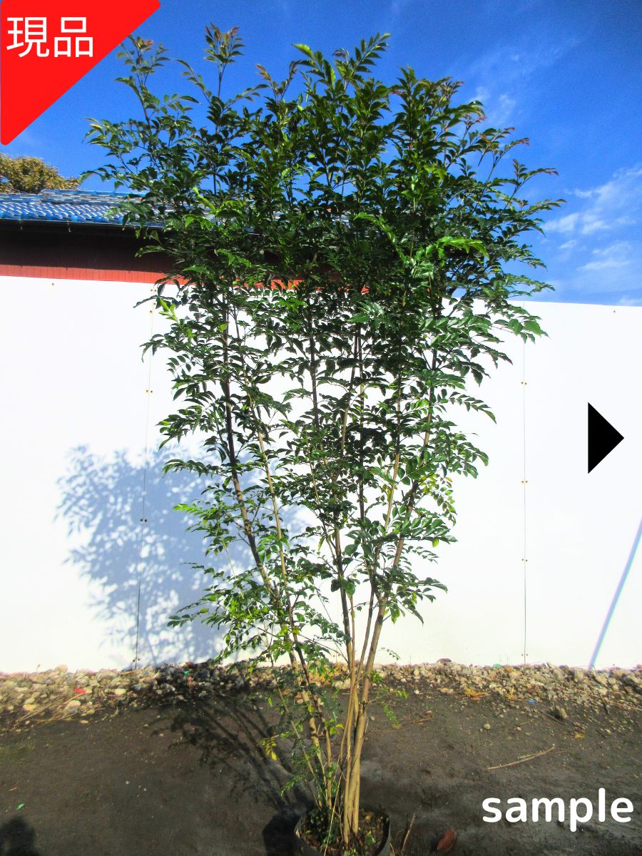 楽天市場】【現品発送】ブルーブッシュ アカシア 10号 1.8-2.2m(鉢底