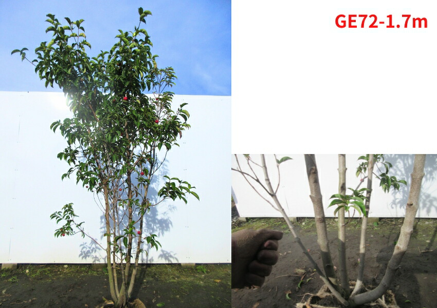 楽天市場】【現品発送】常緑ヤマボウシ 月光 樹高1.5-1.7m根鉢含まず