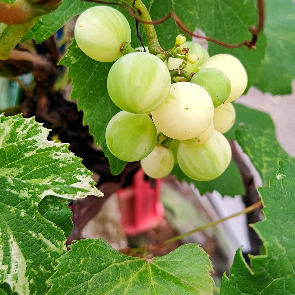 楽天市場】【ブドウ 苗木】 斑入りぶどう 白実 3.5号ポット苗 : 苗木部