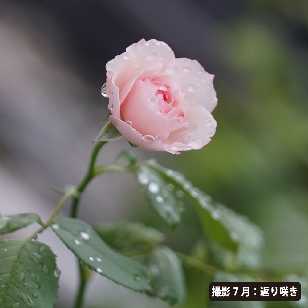 楽天市場】四季咲きバラ苗 【ザミルオンザフロス】 2年生大苗 6号