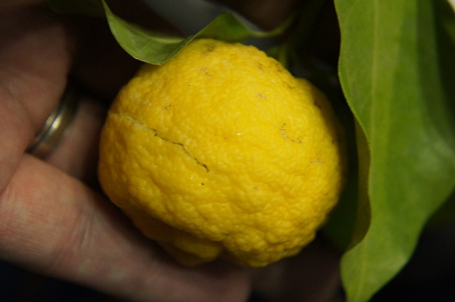 楽天市場】柚子 苗木 【花柚子 （はなゆ）】 一才ゆず 3年生接木大苗