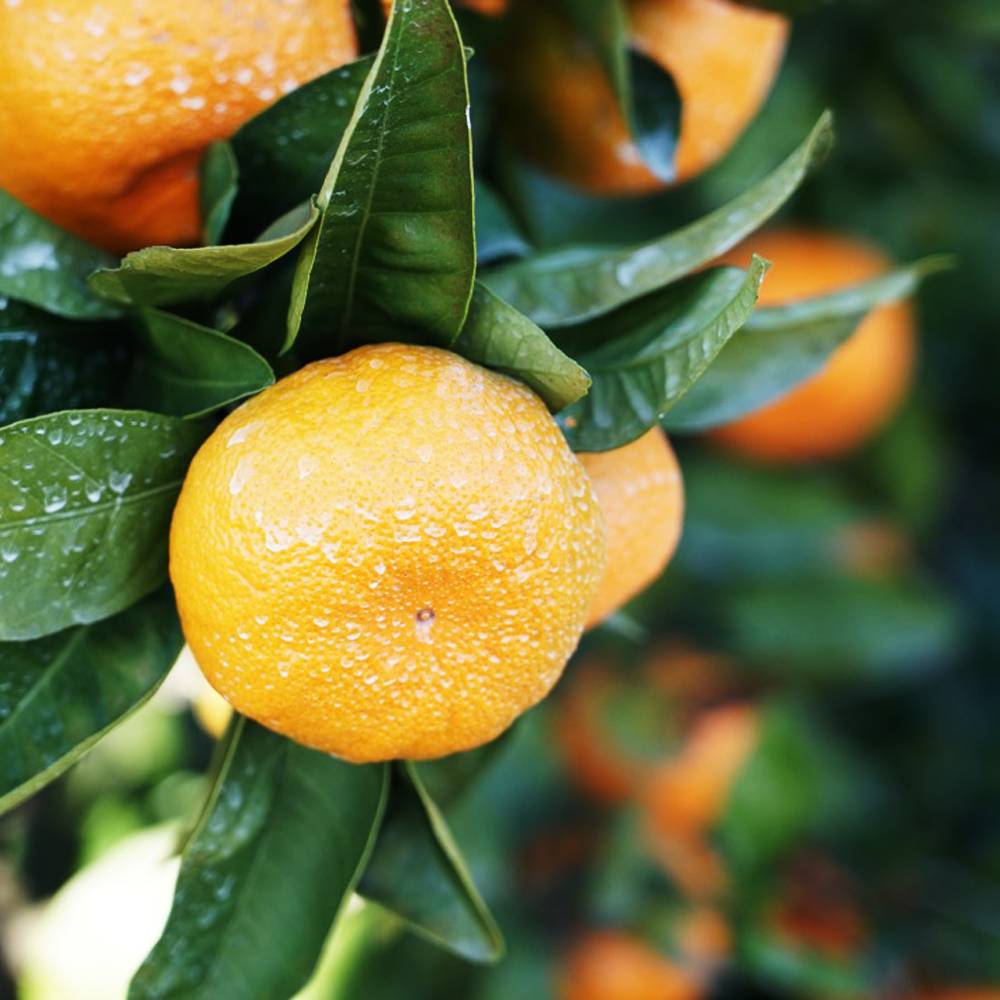 楽天市場】楽天スーパーセール対象商品 みかん 苗木 【田口早生温州