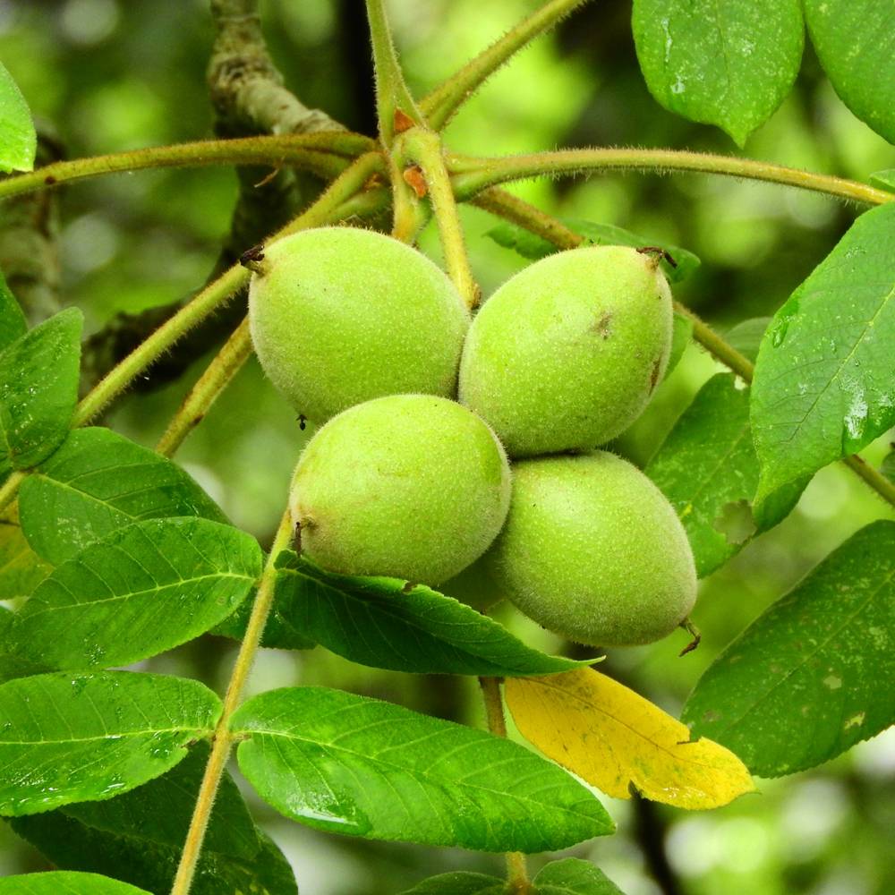 楽天市場】くるみの木の苗 【鬼胡桃 （オニグルミ）】 1年生実生4号