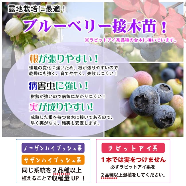 楽天市場】【ブリジッタ】 ノーザンハイブッシュ系 3年生接木大苗