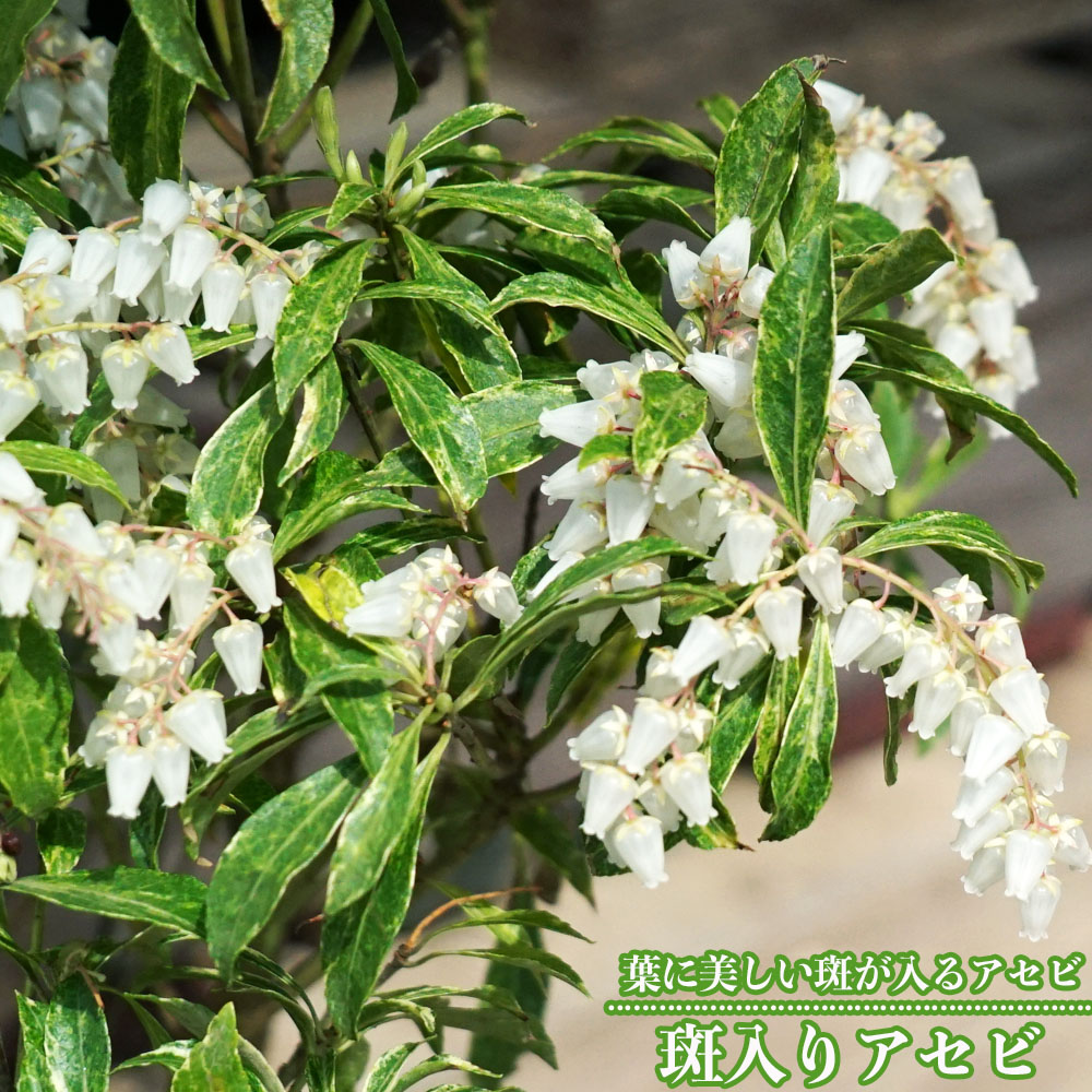 楽天市場】【斑入りアセビ】 根巻き または ポット苗 : 苗木部 by 花