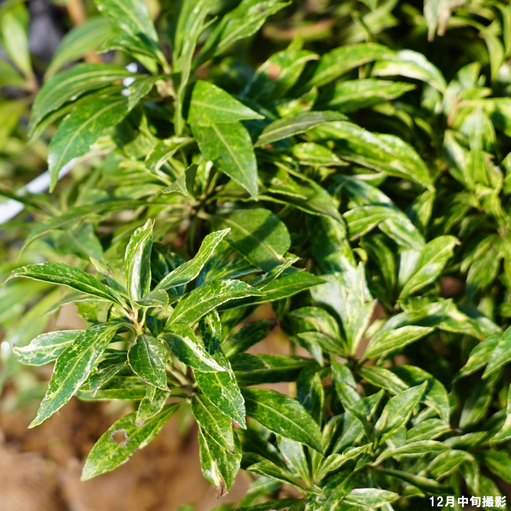 楽天市場】【斑入りアセビ】 根巻き または ポット苗 : 苗木部 by 花