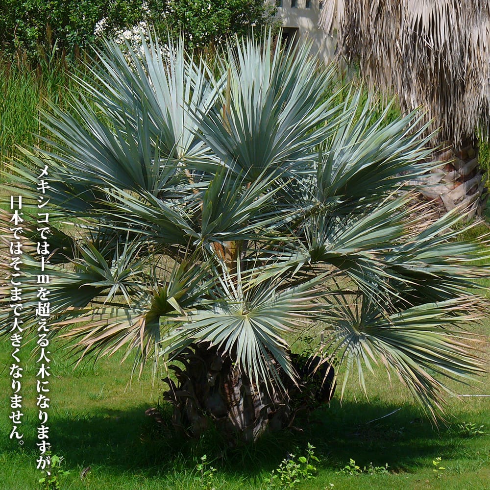 楽天市場】ヤシの木 【ブラヘア・アルマータ】 実生 ポット苗 : 苗木部