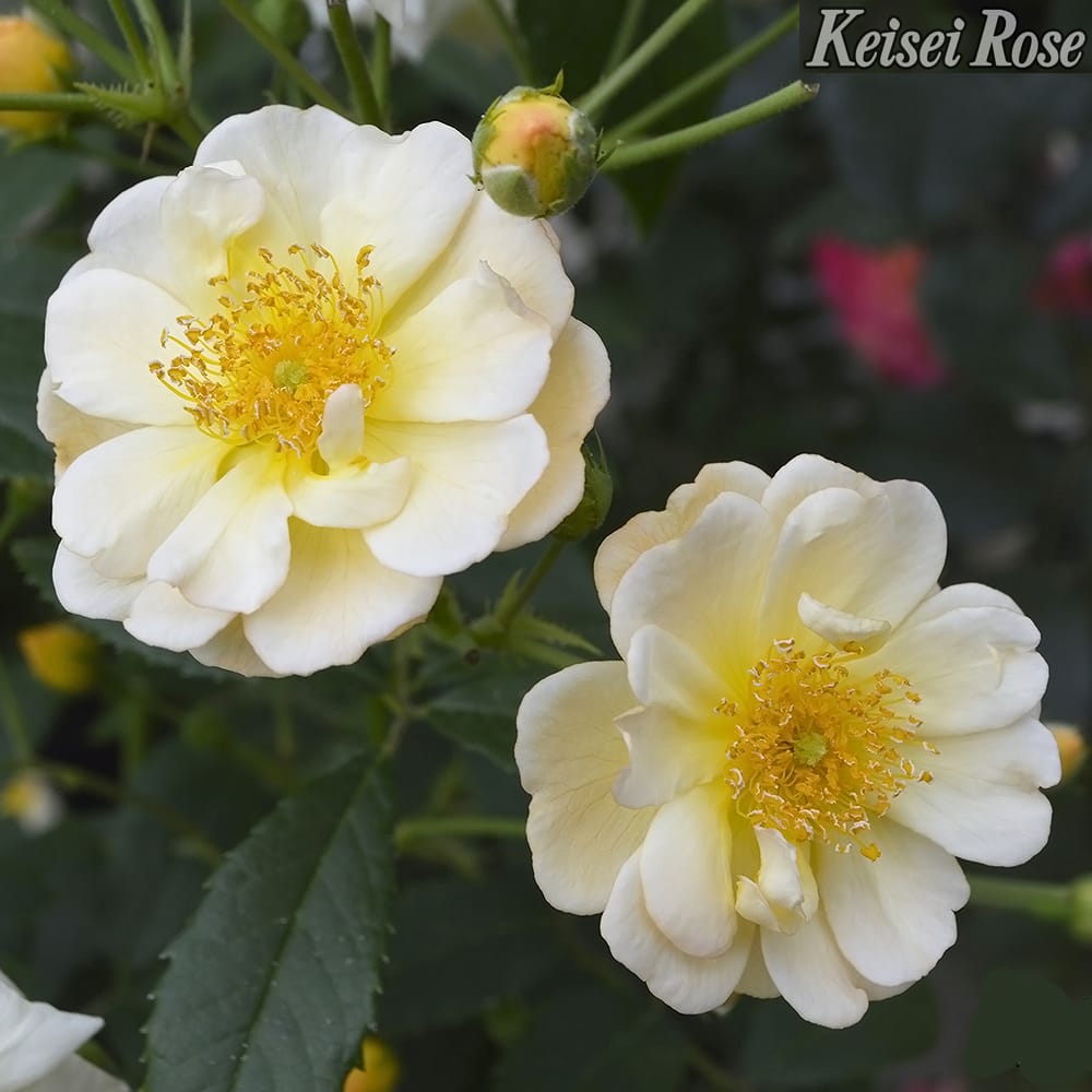 楽天市場】つるバラ苗 【サニーシルエッタ （CL）】 2年生大苗 登録